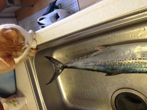 sawara